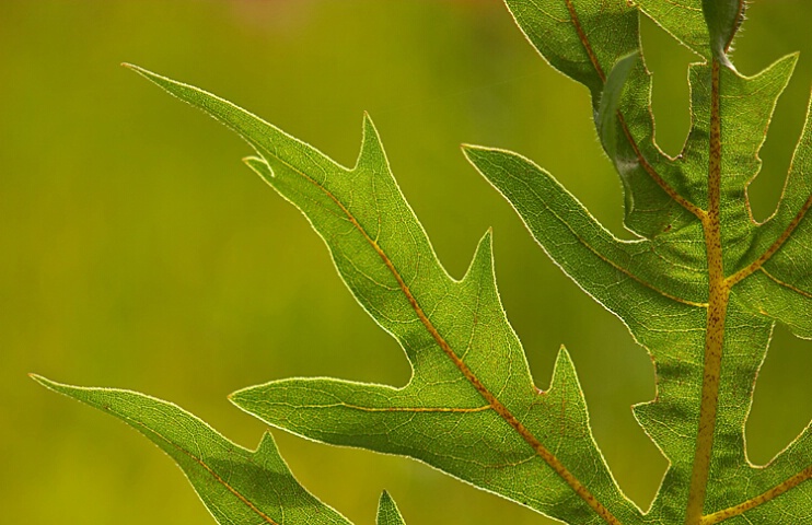 Backlit Compass Leaves