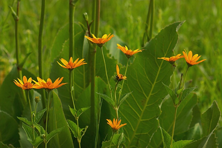 Orange Flowers Against A Green Field