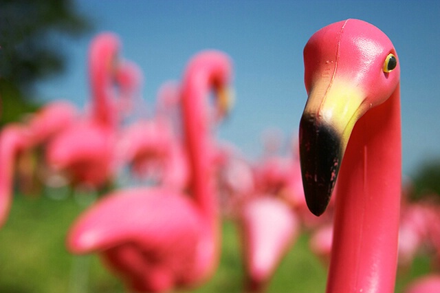 Flamingo Flamenco