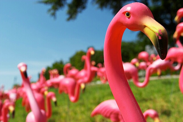 Flamingo Herd