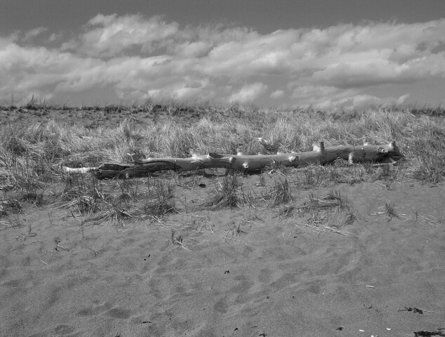 Driftwood 2