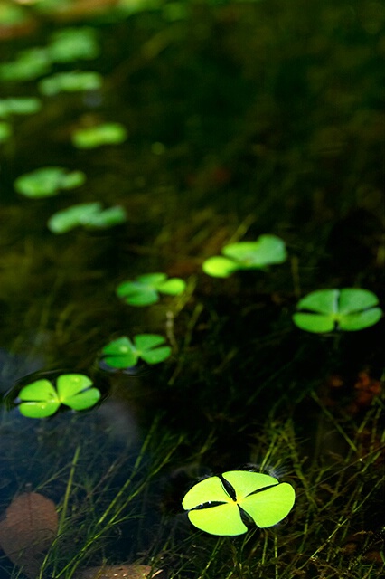 Stepping stones