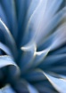 Sotol Swirls