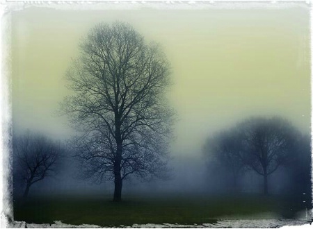 trees in fog