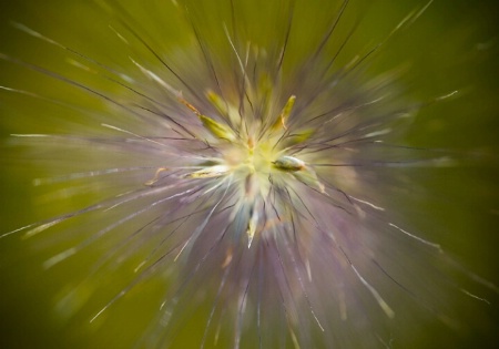 Seed Burst