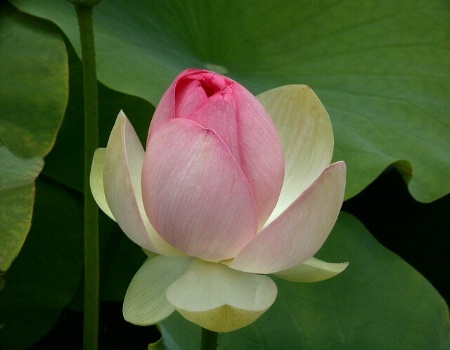 Lotus Blossom