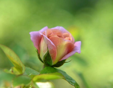 Rosebud