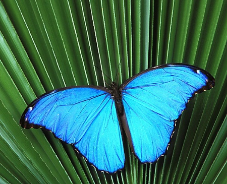 Blue Morpho Butterfly