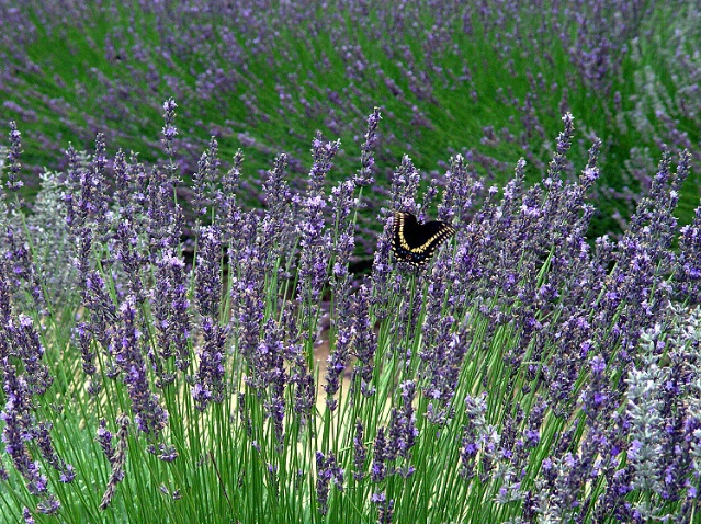 Lavender Visitor