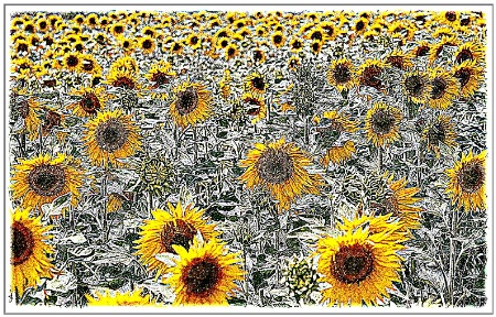 Sunflowers