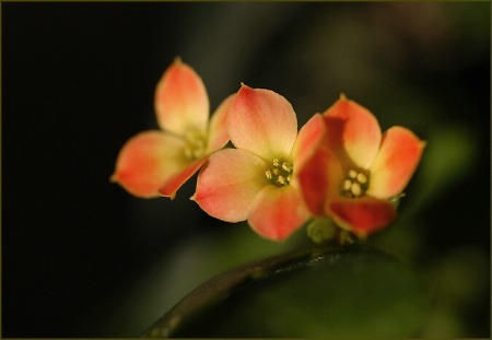 kalanchoe