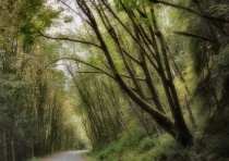 Nature/Landscapes