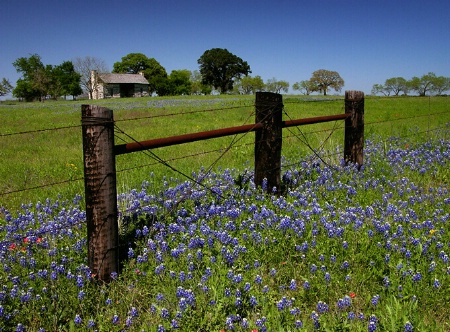 Bluebonnet Prairie