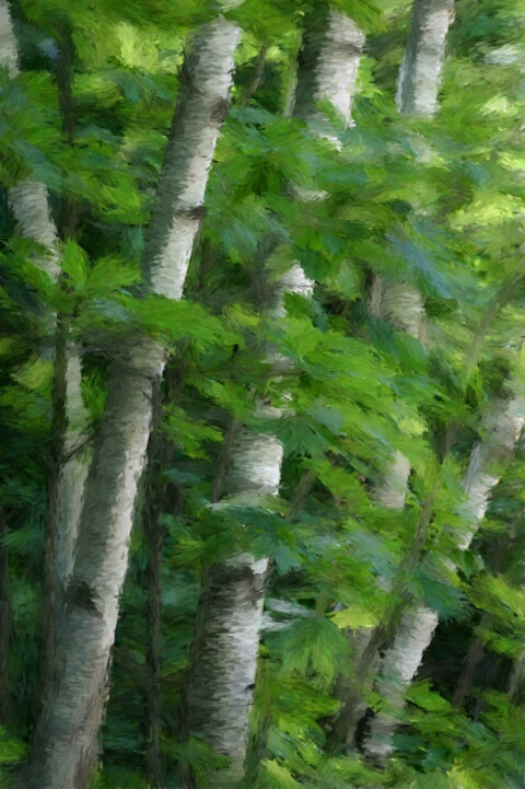 Summer Birch