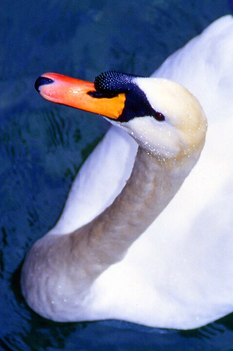 Switzerland  Swan - ID: 554104 © Mary B. McGrath