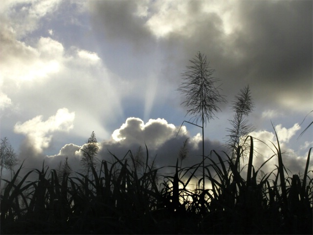 Sunset Sugarcane