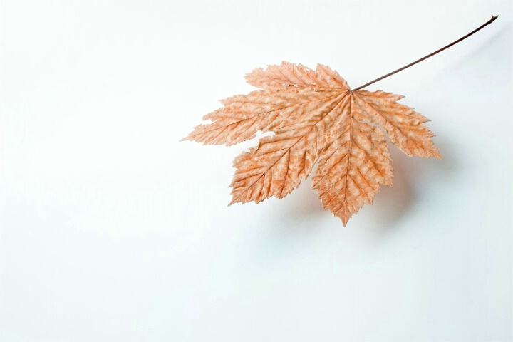Suspended leaf