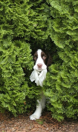 Springer in Hiding