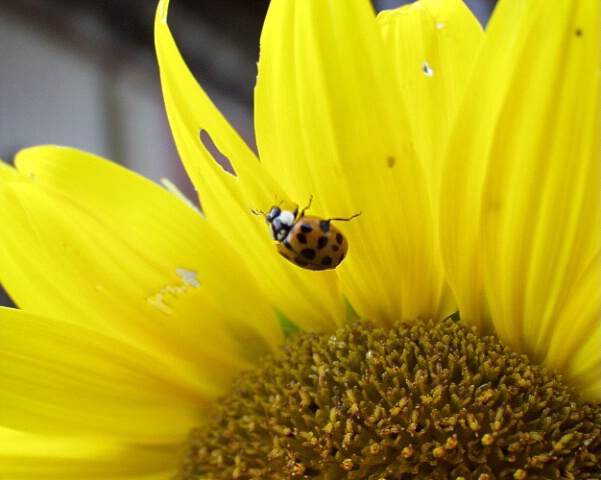 "Sunflower" Bug