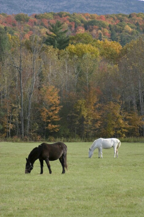 New Hampshire Horses - ID: 581995 © Jim Miotke