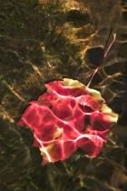 Photographing Fall Colors - Red Maple Leaf in H2O