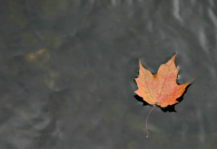 Floating Leaf - ID: 582021 © Jim Miotke