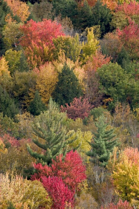 Fall Fairyland - ID: 582023 © Jim Miotke