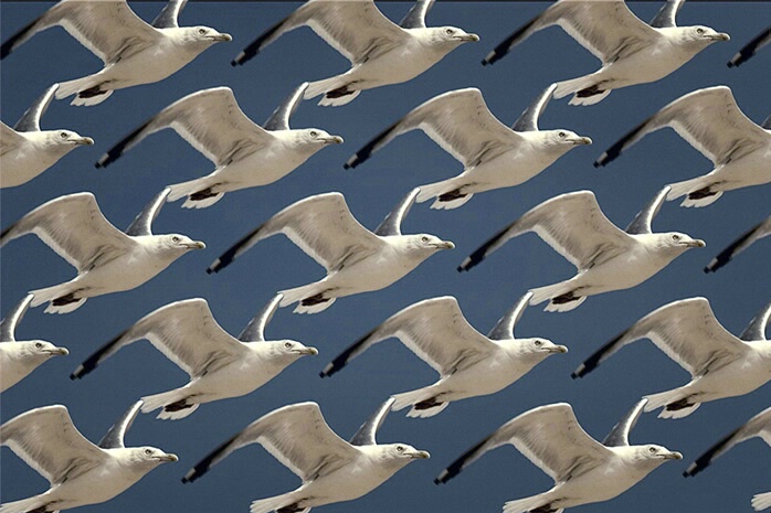 Gulls