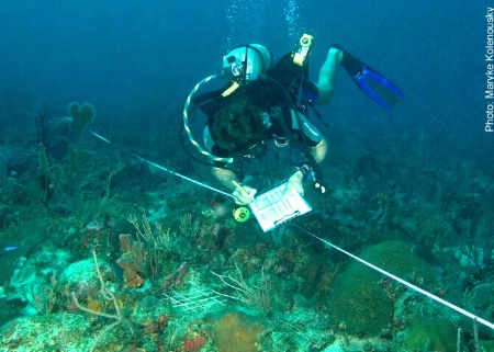 Taking coral survey