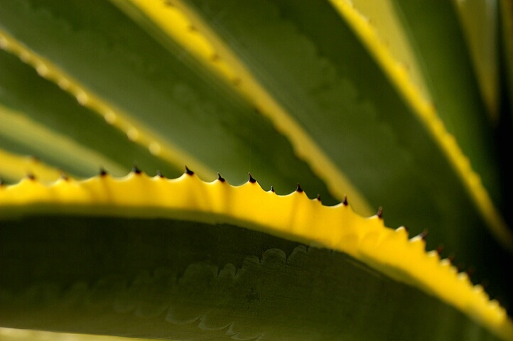 agave