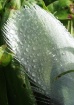 Droplets Cropped
