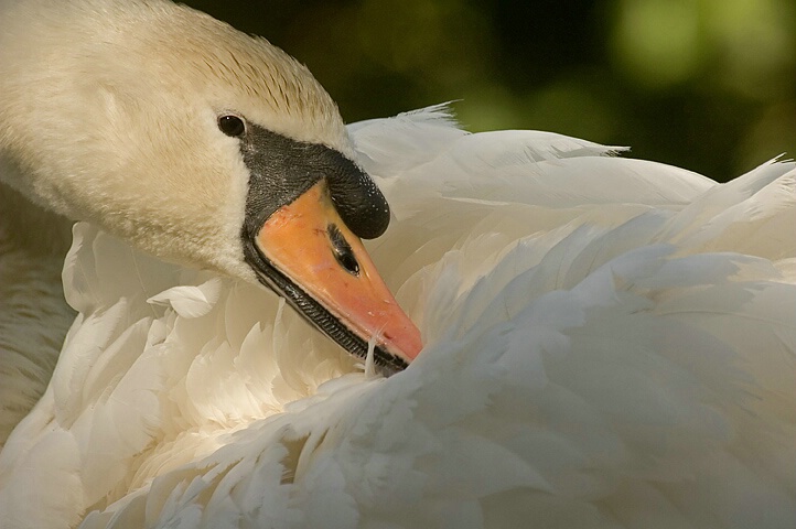 Swan Preening