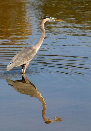 Blue Heron #1