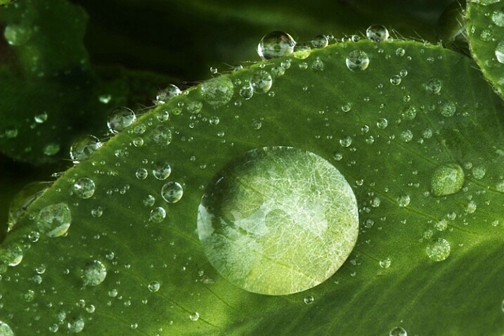 Dewdrops on Clover