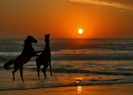 Horse Play in the Surf