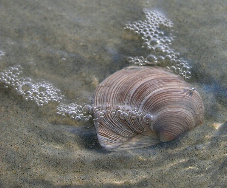 Beneath the Bubbles