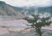 Yellowstone Mist