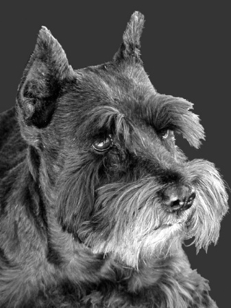 Portrait Of A Puppydog