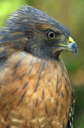 Red-shouldered Beauty