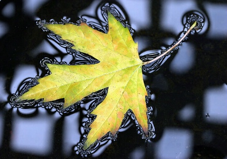 Trellis Reflections