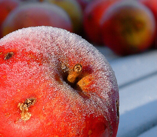 Summer's Sweetness, Winter's Frost