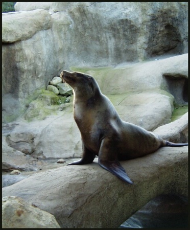 Sunning Seal