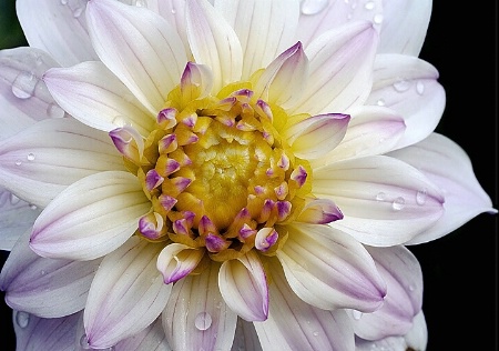 Dahlia