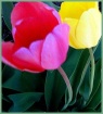 Tulip Time