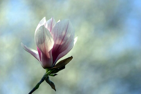 magnolia blossom