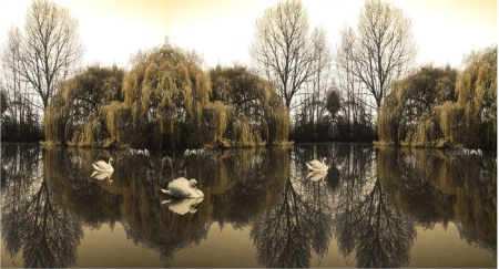 Willow Pond with Swans