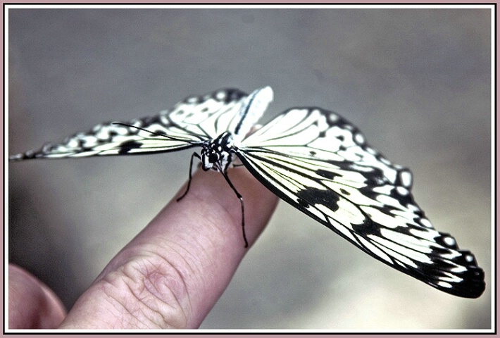 Giving The Finger To A Butterfly
