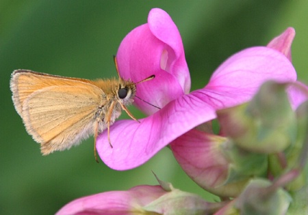 Moth on a Blossom