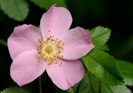 Wild Rose