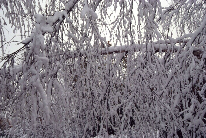 Snow Tree 2 - ID: 640860 © Lamont G. Weide